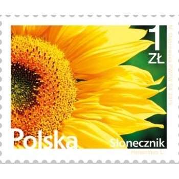 4625  Kwiaty i owoce - Słonecznik