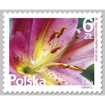 4703 Kwiaty i owoce - Lilia
