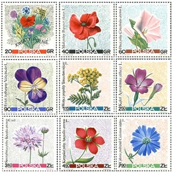 1634-1642 Kwiaty polne