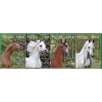 4173-4176 Polskie konie arabskie